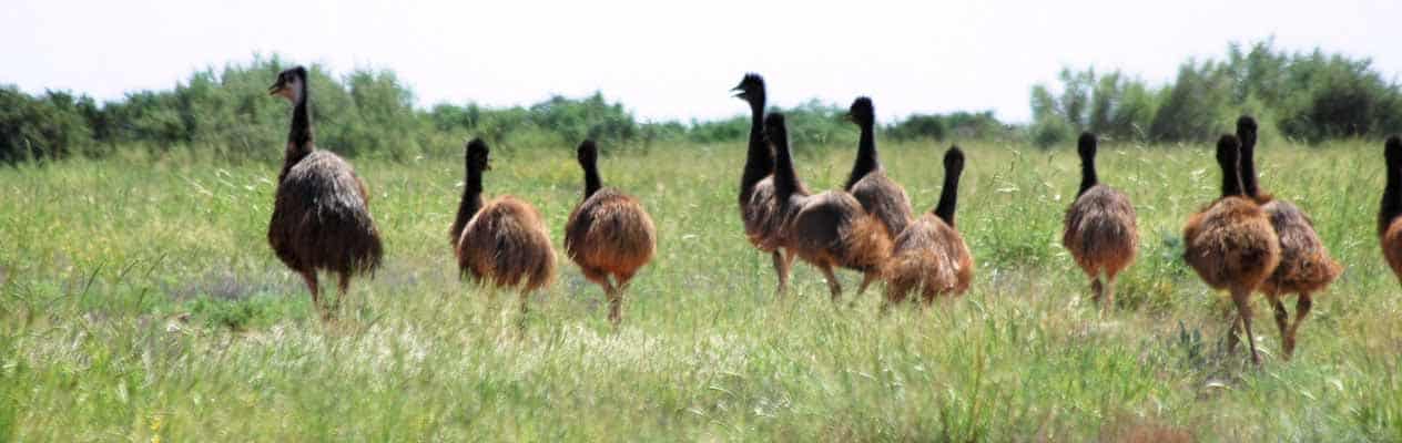 Emus