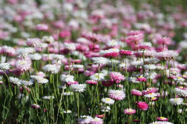 wild flowers campervan hire