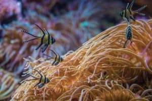 Sea Life Sydney Aquarium, Sydney, NSW