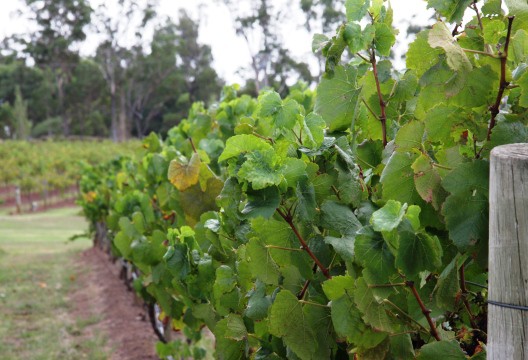 Image 1 V1 528 X 360