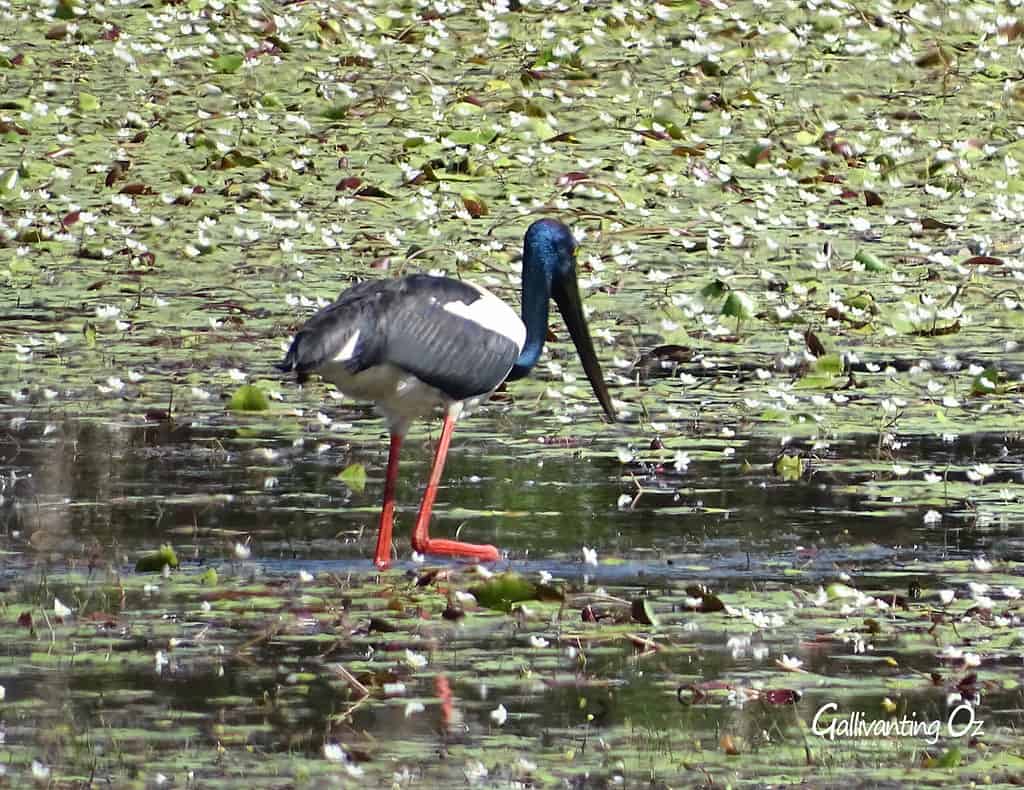 Black-necked stork for campervan tour in Darwin