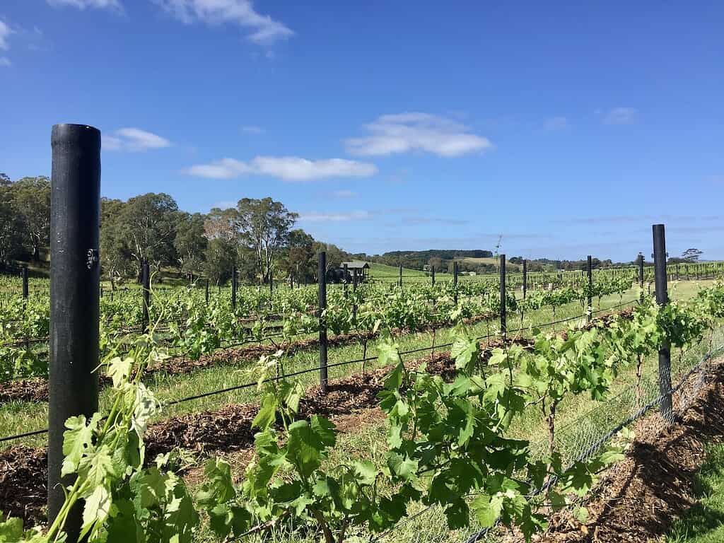 Adelaide Hills vineyards