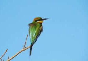 bee_eater_australia